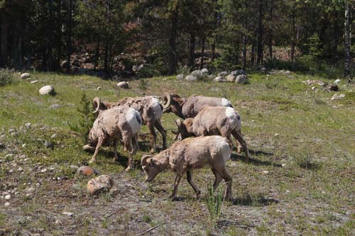 MGA Group in the Rockies